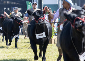 Angus divulga o ranking Nacional de Criadores e Expositores da raça