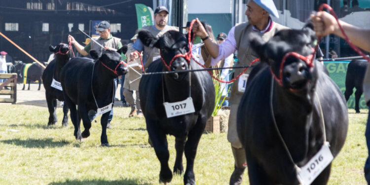 Angus divulga o ranking Nacional de Criadores e Expositores da raça