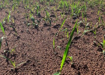 Formação de pastagem eficiente começa antes do plantio