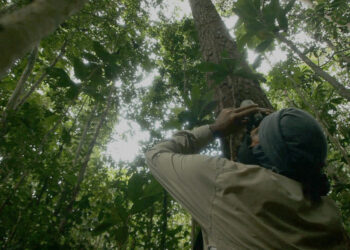 BNDES e Petrobras destinam R$ 42 milhões para projetos de restauração ecológica no Cerrado e no Pantanal