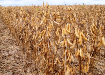 Dessecação da soja contribui para acelerar e uniformizar o ciclo de crescimento da cultura, promovendo uma colheita mais eficiente e rentável