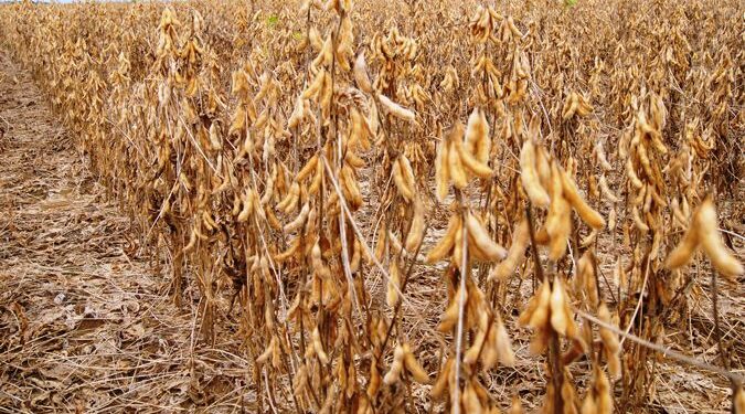 Dessecação da soja contribui para acelerar e uniformizar o ciclo de crescimento da cultura, promovendo uma colheita mais eficiente e rentável