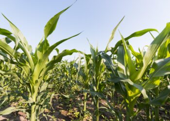 Com vitrine viva, Canarana (MT) recebe maior feira agropecuária do Vale do Araguaia