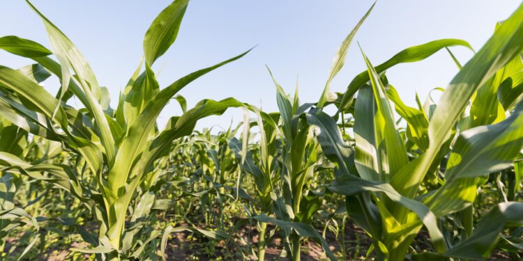 Com vitrine viva, Canarana (MT) recebe maior feira agropecuária do Vale do Araguaia