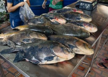 Venda de pirarucu e tambaqui de manejo gera renda em mais de R$ 409 mil a pescadores na Amazônia