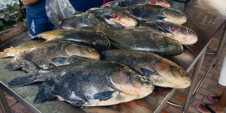 Venda de pirarucu e tambaqui de manejo gera renda em mais de R$ 409 mil a pescadores na Amazônia