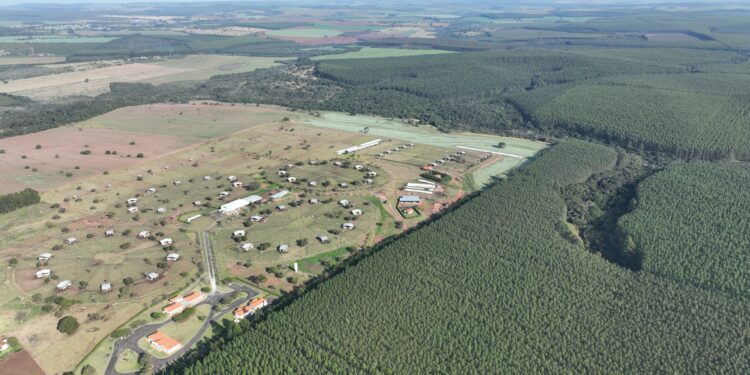 Sêmen bovino de alta fertilidade posiciona Seleon Biotecnologia como “Fábrica de Líderes de Sumários”