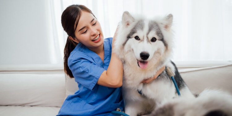 Consulta veterinária domiciliar é tendência no segmento