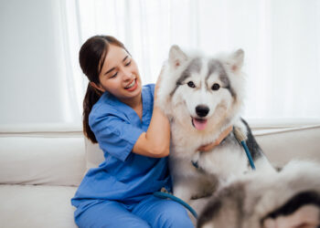 Consulta veterinária domiciliar é tendência no segmento