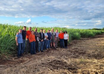 Produtividade da cana cresce na África do Sul e leva brasileiros a visitarem áreas produtoras