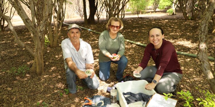 Emater Goiás intensifica pesquisa para identificar espécies de jabuticaba, em Hidrolândia