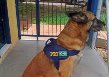 Morre primeiro cão da PRF Goiás; Animal estava aposentado desde março de 2023.