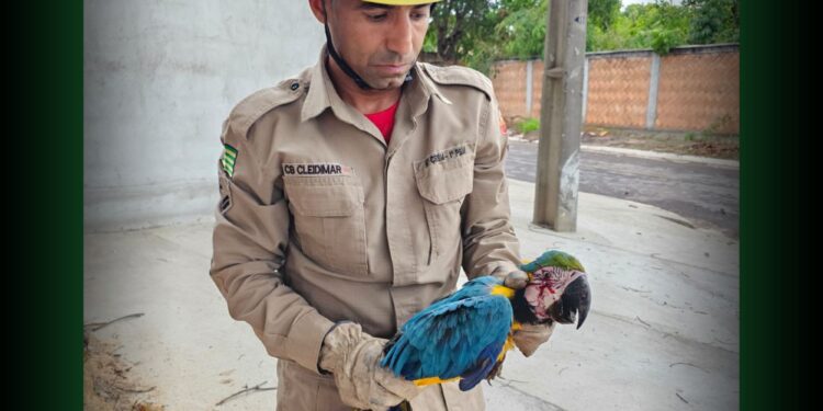 Bombeiros de Aruanã foram acionados para resgate de arara ferida a tiros.