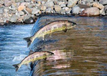 Piracema: período de defeso começa em 1º de novembro e vai até 28 de fevereiro de 2025