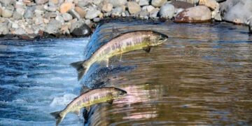 Piracema: período de defeso começa em 1º de novembro e vai até 28 de fevereiro de 2025