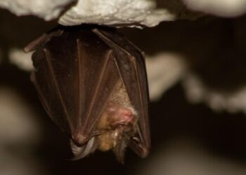 Goiânia registra décimo caso de raiva em morcego em 2024