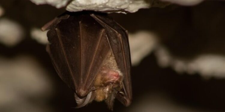 Goiânia registra décimo caso de raiva em morcego em 2024