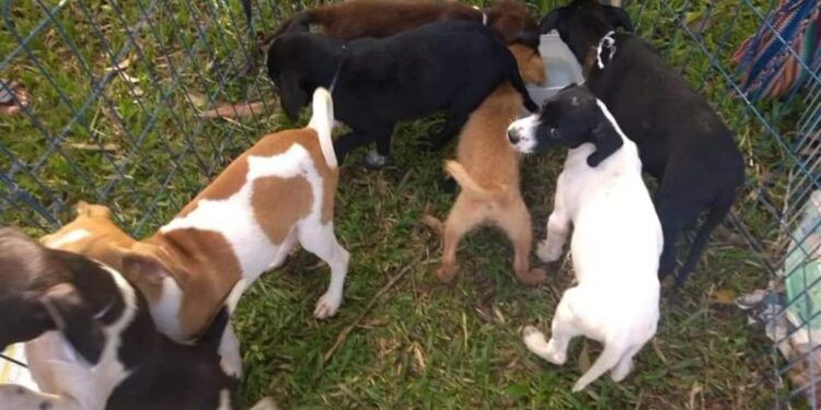 Mutirama recebe feira de adoção de animais neste domingo (24/11)