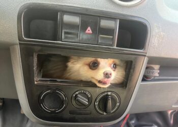 BOMBEIROS EM LUZIÂNIA RESGATAM CACHORRO PRESO NO PAINEL DO CARRO