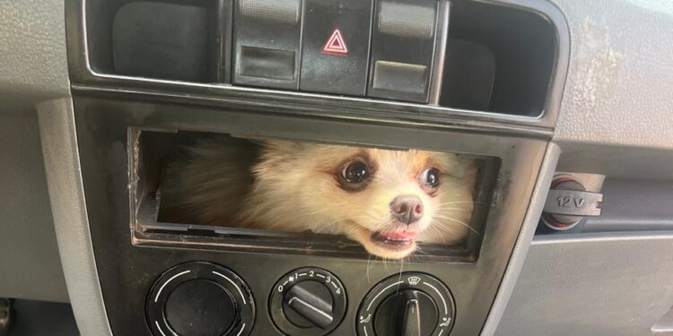 BOMBEIROS EM LUZIÂNIA RESGATAM CACHORRO PRESO NO PAINEL DO CARRO