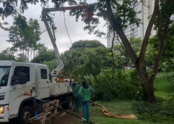 Amma autoriza poda e substituição de mais de 100 árvores para evitar danos durante as chuvas