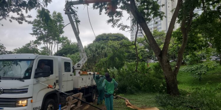 Amma autoriza poda e substituição de mais de 100 árvores para evitar danos durante as chuvas
