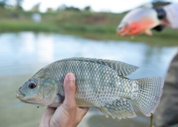 Programa de Aquisição de Alimentos passa a incluir tilápia