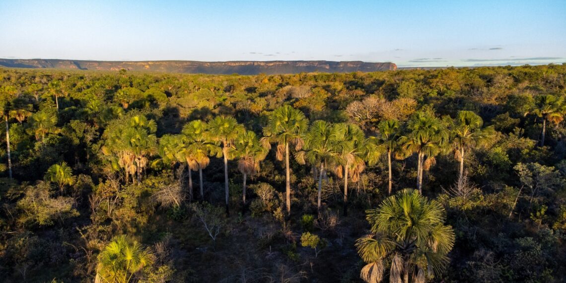 Cerrado em Pé: Goiás remunera produtores rurais que preservam bioma