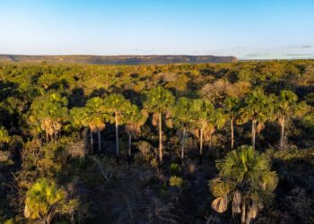 Cerrado em Pé: Goiás remunera produtores rurais que preservam bioma