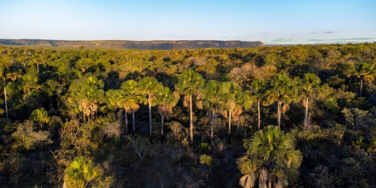 Cerrado em Pé: Goiás remunera produtores rurais que preservam bioma
