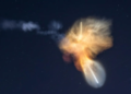 Foguete da SpaceX cria ‘água-viva espacial’ e ilumina o céu com show de cores na Flórida